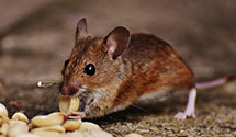 24 Hour & Emergency Exterminators in Kewaskum, WI